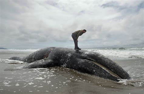 pacific beach dead whale